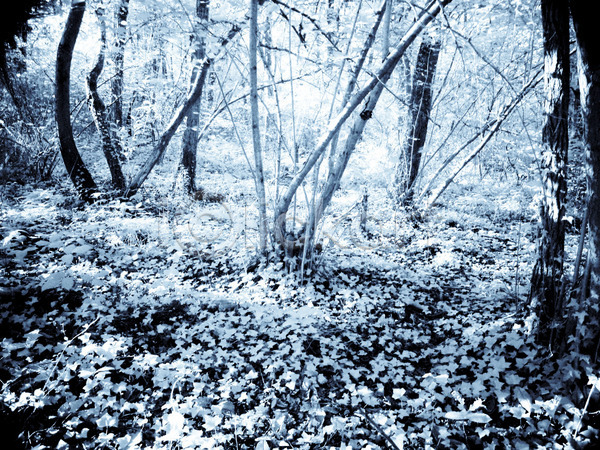 떨어짐 사람없음 JPG 포토 해외이미지 공원 나무 나뭇가지 땅바닥 숲 시골 식물 야외 잎 자연 적외선 풍경(경치) 하늘 해외202004 환경