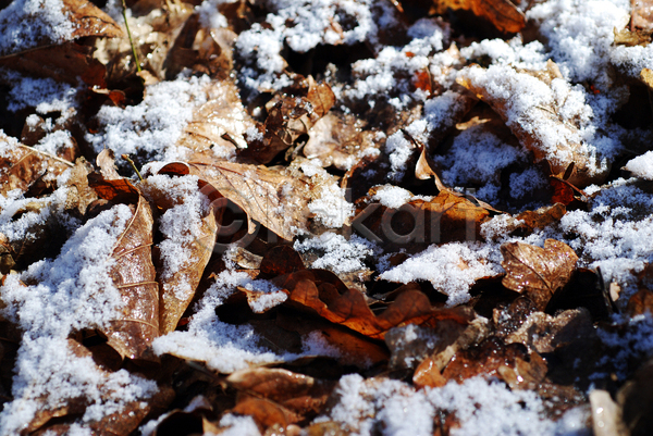 추위 사람없음 JPG 포토 해외이미지 가을(계절) 갈색 겨울 결정체 계절 그림자 나무 백그라운드 빛 서리 숲 야외 얼음 잎 자연 죽음 추상 크리스마스 해외202004