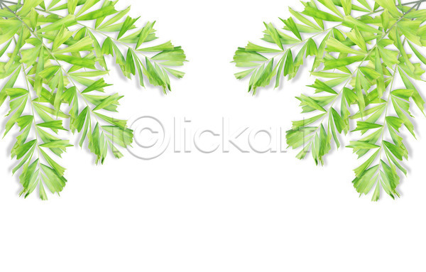 성장 사람없음 JPG 포토 해외이미지 고립 곡선 나무 나뭇가지 내추럴 백그라운드 부분 손바닥 숲 식물 싱글 여름(계절) 잎 자연 줄기 초록색 코코넛 패턴 해외202004 흰색