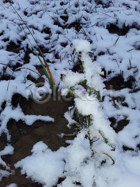 성장 신선 추위 사람없음 JPG 포토 해외이미지 건강 계절 날씨 내추럴 냉동 눈내림 땅바닥 밭 백그라운드 서리 야외 얼음 잎 자연 정원 질감 초록색 크리스마스 풍경(경치) 해외202004 허브 환경 흰색