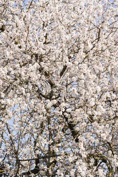 사람없음 JPG 포토 해외이미지 계절 꽃 나무 묘사 백그라운드 봄 분홍색 식물 일본 자연 정원 체리 해외202004 흰색