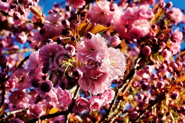 성장 신선 사람없음 JPG 포토 해외이미지 개화 계절 고립 꽃 나무 나뭇가지 내추럴 목련 백그라운드 벚꽃 봄 분홍색 사과 식물 자연 정원 체리 해외202004 흰색