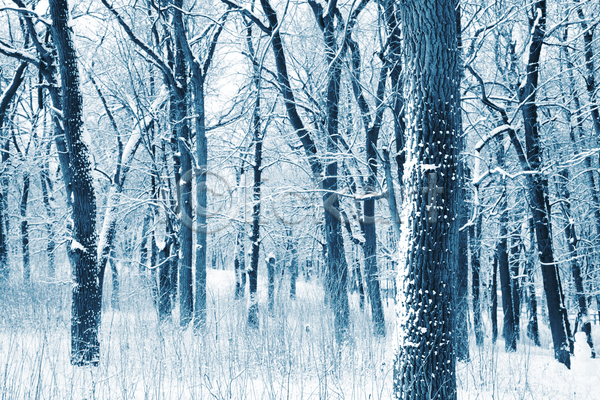 추위 사람없음 JPG 포토 해외이미지 겨울 계절 공원 나무 나뭇가지 덮개 숲 자연 컨셉 파란색 해외202004 흰색