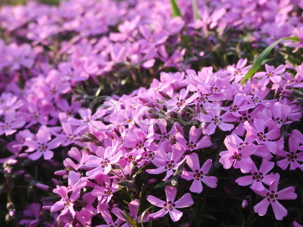 행복 사람없음 JPG 포토 해외이미지 개화 꽃 꽃무늬 들꽃 밭 백그라운드 봄 분홍색 블러 빛 식물 태양 해외202004