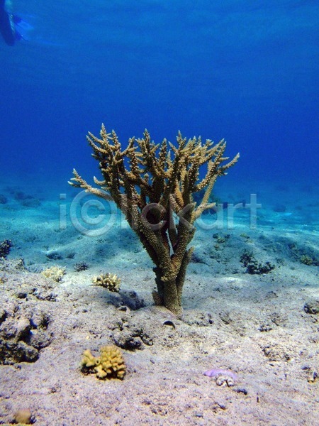 사람없음 JPG 포토 해외이미지 바다 빨간색 산호 수중 이집트 자연 해외202004