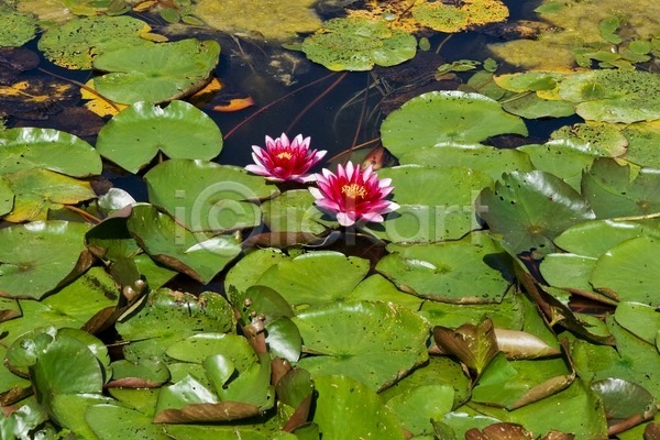 고요 침묵 사람없음 JPG 포토 해외이미지 꽃 물 벚꽃 분홍색 식물 야외 연꽃(꽃) 연못 잎 젖음 초록색 해외202004 호수