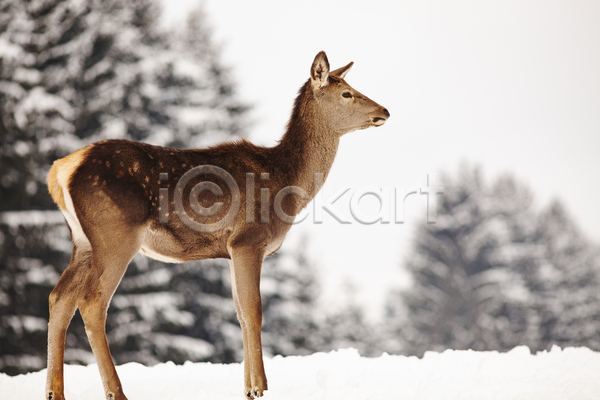 사람없음 JPG 포토 해외이미지 겨울 눈내림 사슴 숲 야생동물 야외 유럽 주간 해외202004