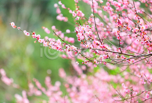 사람없음 JPG 아웃포커스 포토 해외이미지 매화 봄 봄꽃 분홍색 야외 자연 주간 풍경(경치) 해외202004