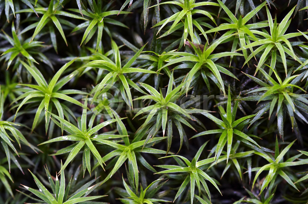 사람없음 JPG 포토 해외이미지 묘사 백그라운드 봄 식물 이끼 잎 자연 질감 초록색 추상 표면 해외202004