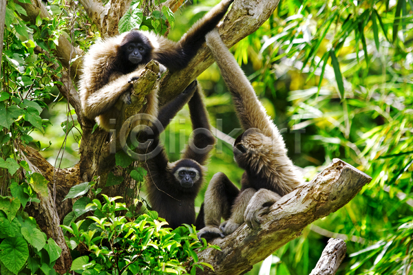 수줍음 사람없음 JPG 포토 해외이미지 강 공원 나무 놀이 동물 말레이시아 사파리 숨기 숲 아시아 여행 원숭이 이국적 전국 점프 태국 트래킹 해외202004