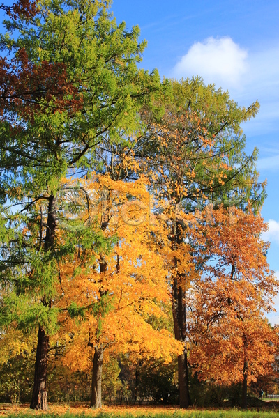 산책 휴식 사람없음 JPG 포토 해외이미지 가을(계절) 건강 공원 길 나무 목재 시트 잎 자연 해외202004