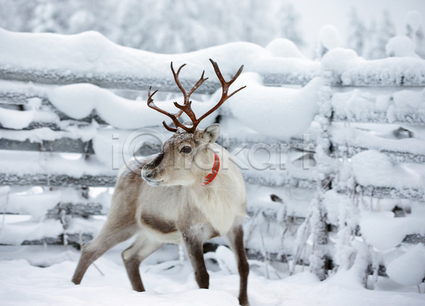 사람없음 JPG 포토 해외이미지 겨울 농장 눈덮임 뿔 사슴 야생동물 야외 울타리 주간 해외202004
