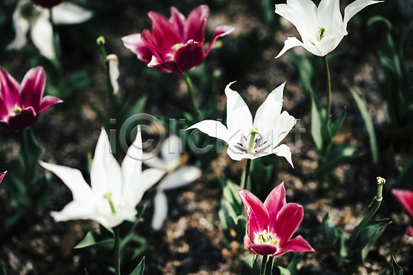 사람없음 JPG 아웃포커스 포토 가평 꽃 꽃밭 봄 봄꽃 야외 여러송이 주간 튤립 풍경(경치)