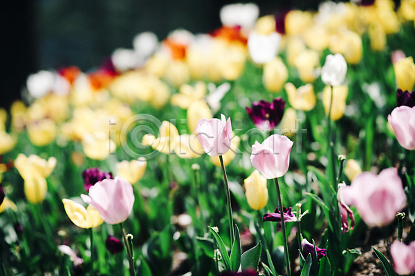 사람없음 JPG 아웃포커스 포토 가평 꽃 꽃밭 봄 봄꽃 야외 여러송이 주간 튤립 풍경(경치)