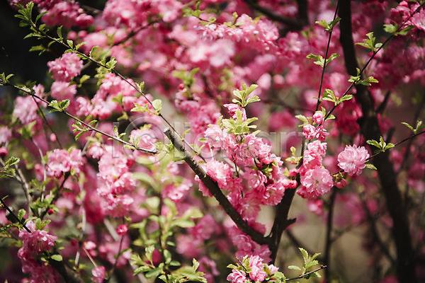 사람없음 JPG 아웃포커스 포토 가평 꽃 매화 매화나무 봄 봄꽃 야외 주간 풍경(경치)