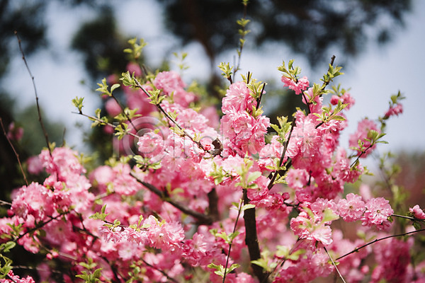 사람없음 JPG 아웃포커스 포토 가평 꽃 매화 매화나무 봄 봄꽃 야외 주간 풍경(경치)