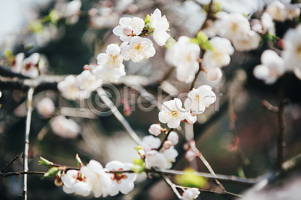 사람없음 JPG 아웃포커스 포토 가평 꽃 벚꽃 봄 봄꽃 야외 주간 풍경(경치)