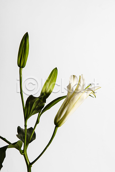 사람없음 JPG 포토 꽃 백그라운드 백합(꽃) 스튜디오촬영 실내 잎 한송이