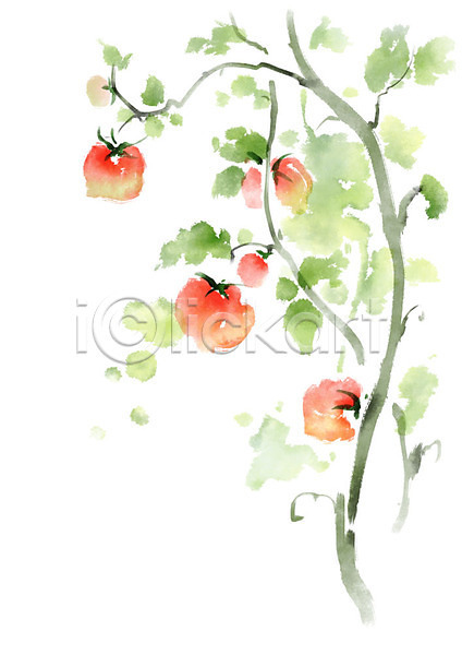 사람없음 PSD 일러스트 매달리기 번짐 붓터치 여름(계절) 열매 잎 줄기 캘리그라피 토마토