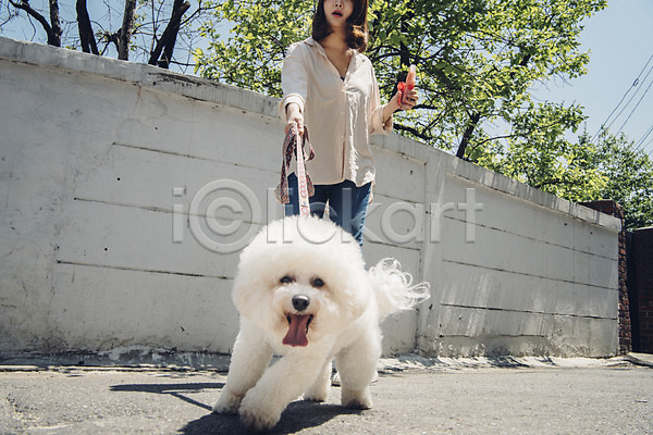 산책 20대 사람 성인 성인여자한명만 여자 한국인 한명 JPG 앞모습 포토 강아지 목줄 반려 반려동물 비숑프리제 아이스크림 야외 잡기 전신 주간 펫팸족 한마리
