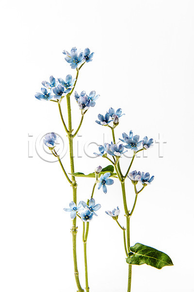 사람없음 JPG 포토 꽃 나뭇잎 스튜디오 스튜디오촬영 식물 실내 옥시 파란색