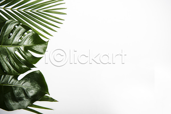 사람없음 JPG 포토 몬스테라 스튜디오 스튜디오촬영 식물 실내 야자수잎 열대식물