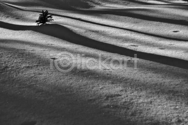추위 사람없음 JPG 포토 해외이미지 검은색 겨울 그림자 나무 얼음 작음 해외202004 흰색