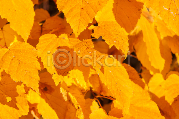 사람없음 JPG 포토 해외이미지 가을(계절) 공원 나무 나뭇가지 단풍 백그라운드 빛 숲 야외 잎 자연 하늘 해외202004 햇빛