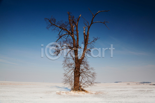 사람없음 JPG 포토 해외이미지 겨울 겨울풍경 나무 야외 자연 주간 하늘 한그루 해외202004