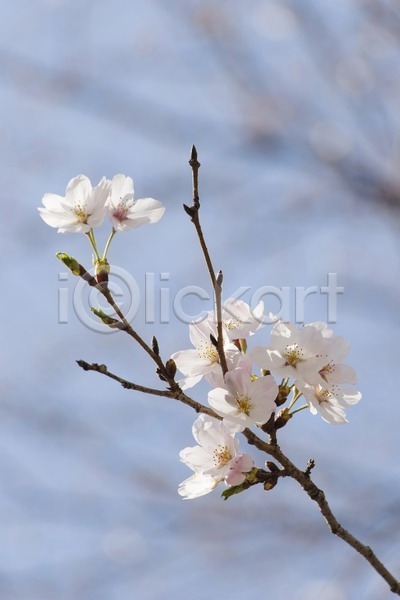사람없음 JPG 포토 해외이미지 나뭇가지 벚꽃 봄 야외 주간 해외202004