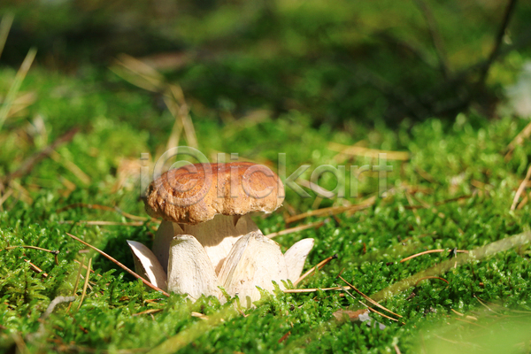 사람없음 JPG 근접촬영 포토 해외이미지 버섯 숲속 야외 자연 잔디 주간 해외202004