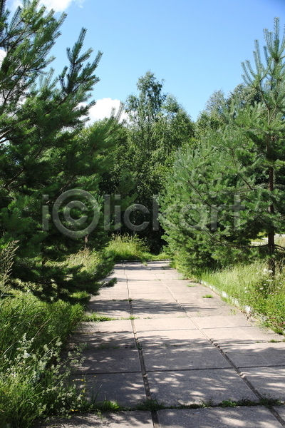 사람없음 JPG 포토 해외이미지 나무 도로 목재 방법 숲 식물 여름(계절) 자연 침엽수 타일 풍경(경치) 해외202004