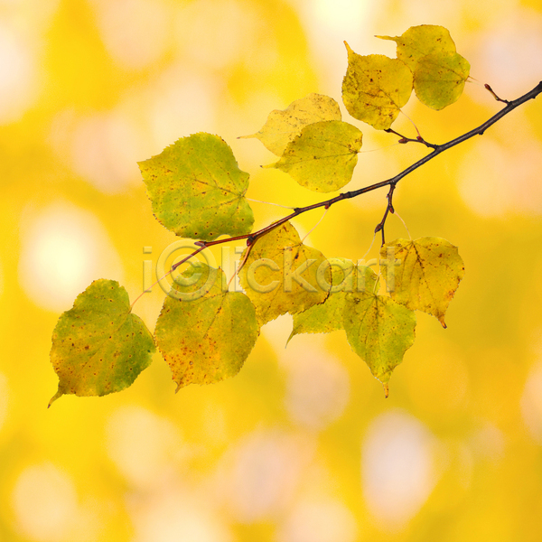 사람없음 JPG 포토 해외이미지 가을(계절) 공원 나무 나뭇가지 단풍 백그라운드 빛 숲 야외 잎 자연 해외202004 햇빛