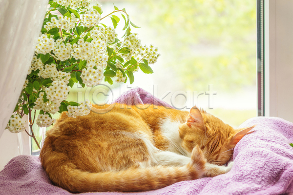 사람없음 JPG 포토 해외이미지 고양이 꽃 담요 반려동물 반려묘 실내 잠 창가 한마리 해외202004