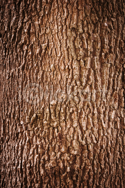 건조 사람없음 JPG 포토 해외이미지 갈색 거친 균열 그런지 나무 나무껍질 목재 백그라운드 세로 수목 식물 자연 질감 표면 해외202004