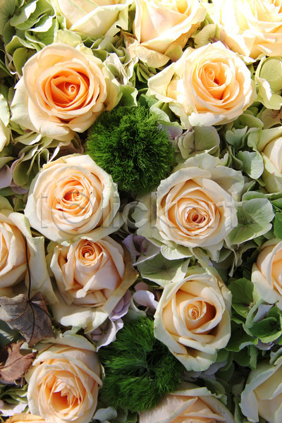 사랑 사람없음 JPG 포토 해외이미지 결혼 결혼식 그룹 꽃 꽃다발 꽃잎 꽃집 묘사 배열 백그라운드 분홍색 식물 자연 장미 장식 초록색 컨셉 해외202004