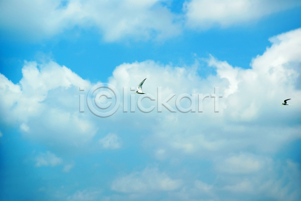사람없음 JPG 포토 해외이미지 구름(자연) 자연 조류 파란색 하늘 해외202004