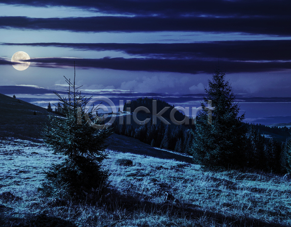 사람없음 JPG 포토 해외이미지 구름(자연) 나무 달 보름달 야간 야외 파란색 풍경(경치) 하늘 해외202004