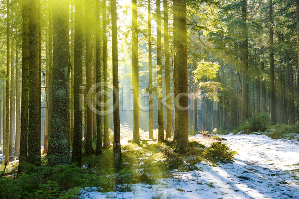 사람없음 JPG 포토 해외이미지 겨울 겨울풍경 나무 빛 숲속 시베리아 야외 자연 주간 해외202004