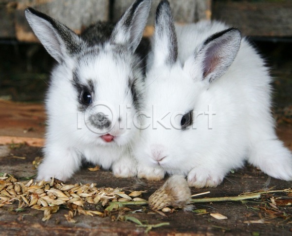 사람없음 JPG 포토 해외이미지 나무바닥 두마리 먹이 씨앗 야외 주간 토끼 풀(식물) 흰토끼