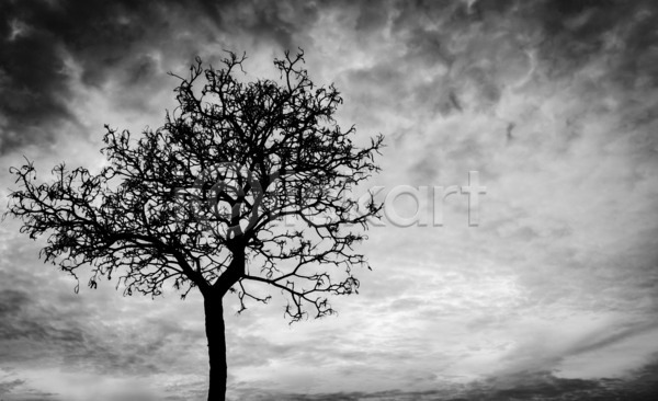 사람없음 JPG 일러스트 포토 해외이미지 흑백 겨울 겨울풍경 구름(자연) 나무 야외 자연 주간 하늘 해외202004