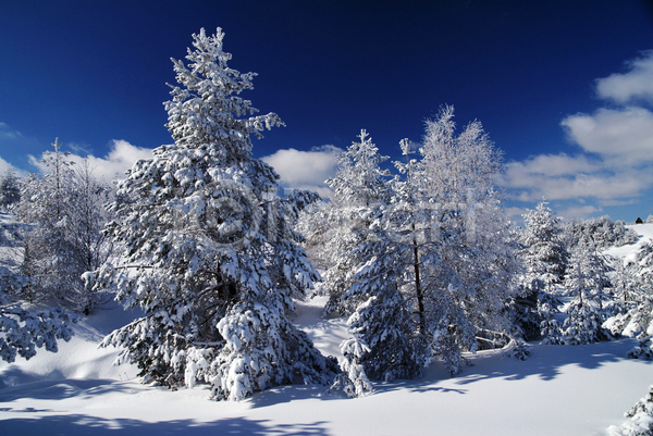 사람없음 JPG 포토 해외이미지 겨울 겨울풍경 나무 눈(날씨) 설원 세르비아 야외 자연 주간 하늘 해외202004