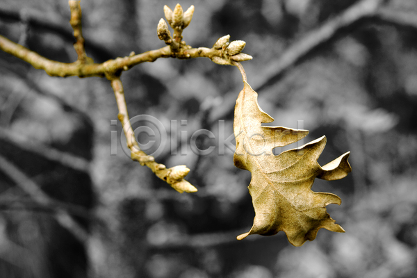 특별함 사람없음 JPG 포토 해외이미지 10월 11월 가을(계절) 갈색 계절 고립 나무 나뭇가지 내추럴 단풍 맑음 목재 묘사 미술 백그라운드 숲 식물 오렌지 잎 자연 질감 추상 컬러풀 해외202004 혼자