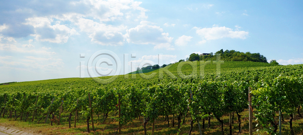 성장 사람없음 JPG 포토 해외이미지 계곡 계절 과일 구름 나무 농업 농장 독일 맑음 밭 밭일 봄 수확 시골 식물 야외 양조장 언덕 여름 여행 옥수수 와인 유럽 잎 자연 초록색 파노라마 파란색 포도 포도나무 포도밭 풍경 하늘 해외202004 해외포토