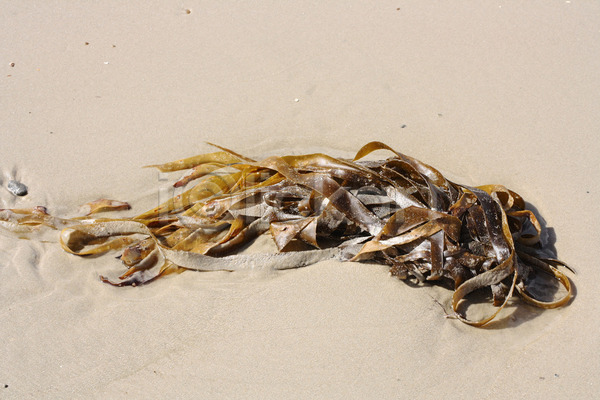 사람없음 JPG 포토 해외이미지 갈색 다시마 덴마크 모래 모래사장 야외 유럽 자연 카피스페이스 해외202004 해조류