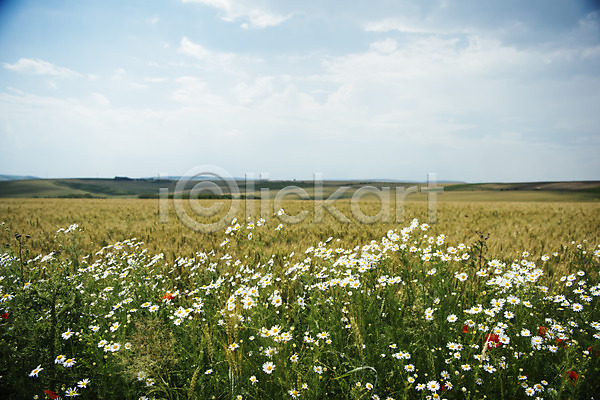 감성 사람없음 JPG 포토 구름(자연) 꽃 동유럽 모라비아 야외 여행 유럽 자연 주간 체코 초원(자연) 풍경(경치) 프라하 하늘 해외풍경