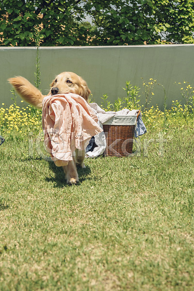 귀여움 사람없음 JPG 포토 강아지 골든리트리버 꽃 동물 동물라이프 반려 반려동물 빨래 빨래바구니 야외 잔디 주간 한마리