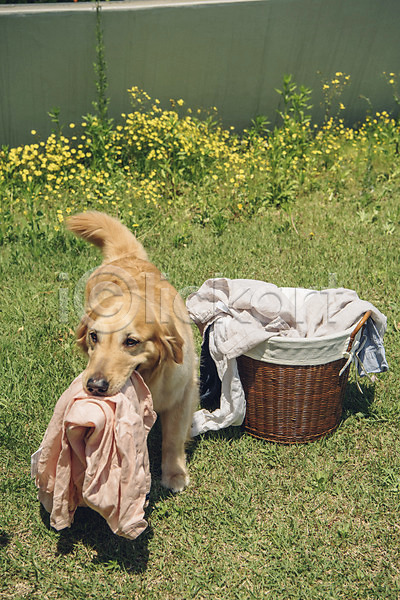 귀여움 사람없음 JPG 포토 강아지 골든리트리버 꽃 동물 동물라이프 반려 반려동물 빨래 빨래바구니 야외 잔디 주간 한마리