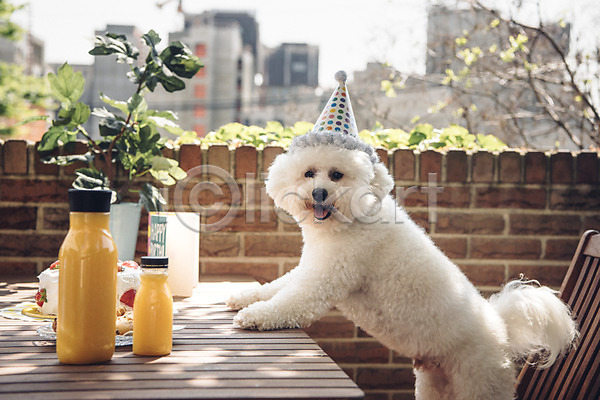 귀여움 사람없음 JPG 아웃포커스 포토 강아지 동물 동물라이프 반려 반려동물 비숑프리제 생일 생일케이크 생일파티 야외 주간 주스 한마리