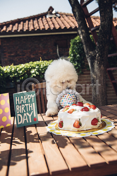 귀여움 사람없음 JPG 아웃포커스 포토 강아지 나무 동물 동물라이프 반려 반려동물 비숑프리제 생일 생일상 생일카드 생일케이크 생일파티 야외 주간 한마리